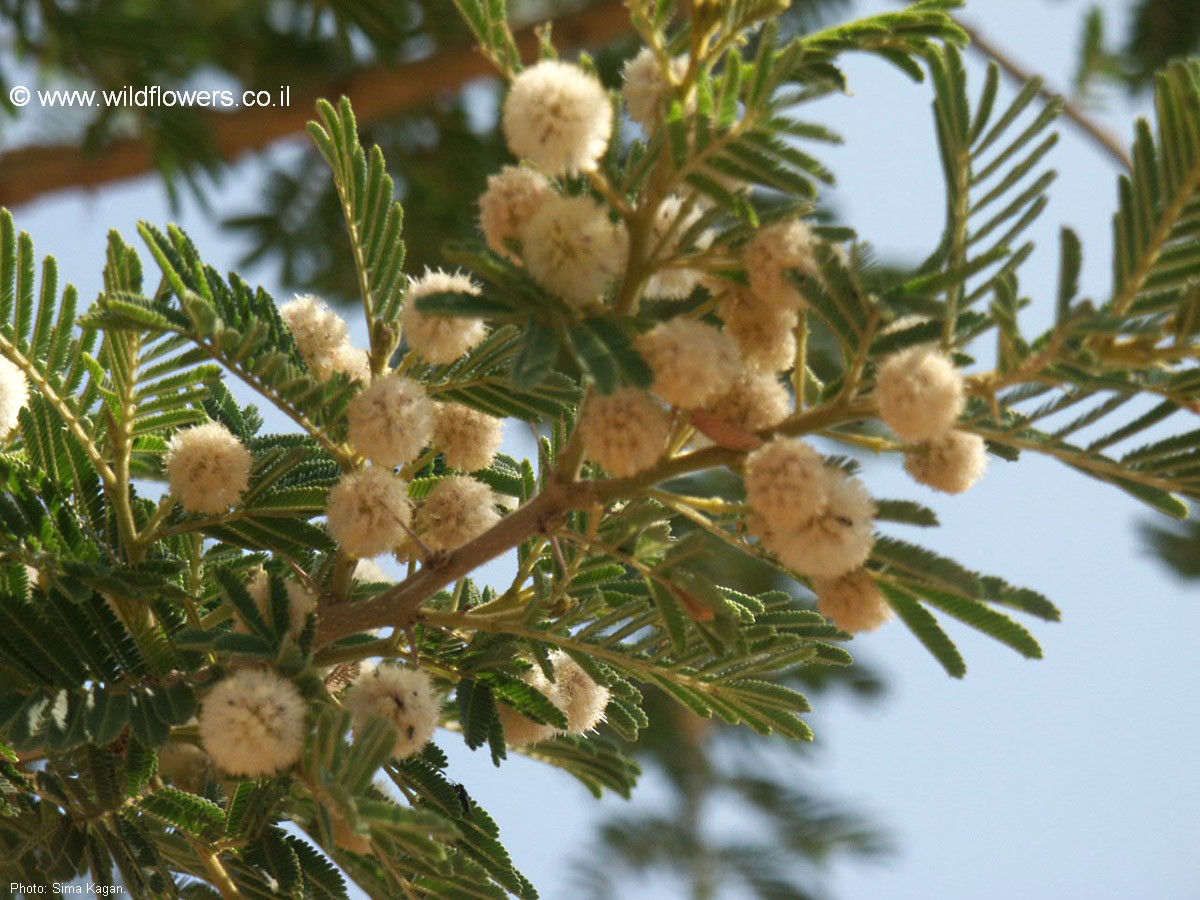 Acacia sieberiana